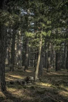 Forest on the mountain of Tara Stock Photos