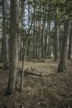 Forest on the mountain of Tara Stock Photos
