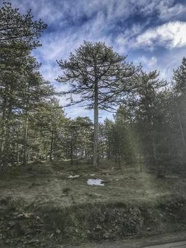 Forest on the mountain of Tara Stock Photos