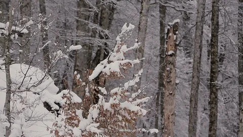 Forest mountain  trees with snow on cloudy day Stock-Footage 123493853