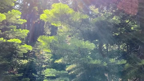Forest Mountain Trees With Sun Flare Video stock 135839982