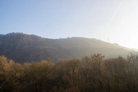 Forest on a mountain in winter with bare trees Stock Photos