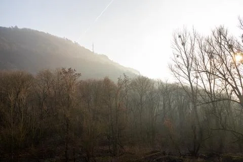 Forest on a mountain in winter with bare trees Stock Photos