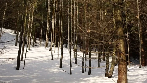 Forest mountain winter forest of a young beech forest of Fagus sylvatica, snow Stock Footage 83001097