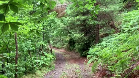 Forest in mountainous Adjara Stock Footage 153070867