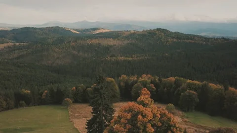 Forest in a mountainous area with heights Stock Footage 117227638