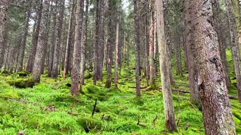 Forest in Mountains 1 Stock Footage 146924908