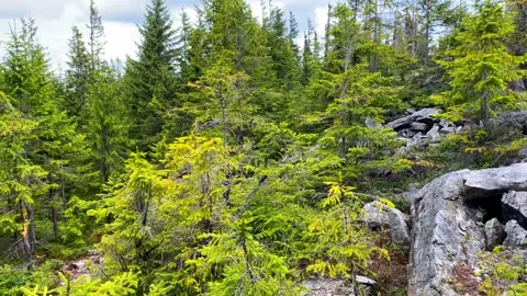 Forest in  Mountains 2 Stock Footage 146923213