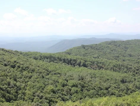 Forest in mountains 2k Stock-Footage 8538471