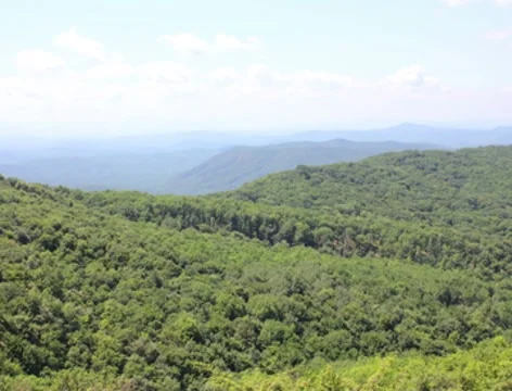 Forest in mountains 4k Stock Footage 8538847