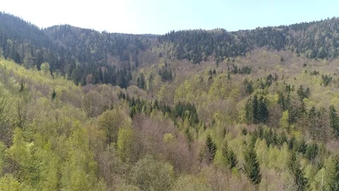 Forest in the mountains, aerial view Stock Footage 123703914