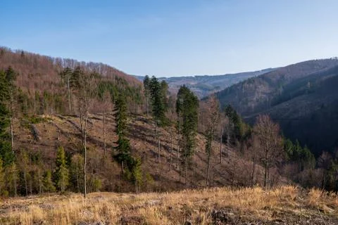 Forest in the mountains after attacking the hen and removing the tree Stock Photos