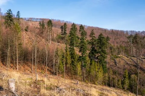 Forest in the mountains after attacking the hen and removing the tree Stock Photos