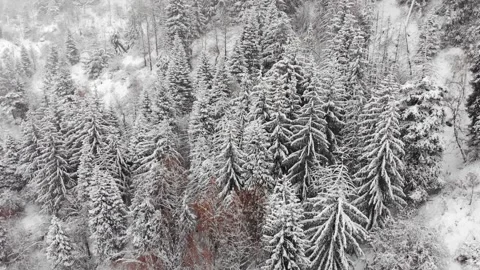 Forest in the mountains after heavy snowfall Stock Footage 144164892