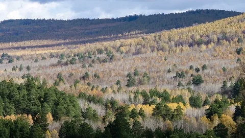 Forest. Mountains. Autumn. Flying bird. Yellow leaves fall from the trees. Gray Stock Footage 74017304