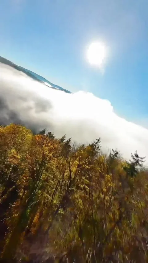 Forest in the mountains with clouds Stock Footage 273066862
