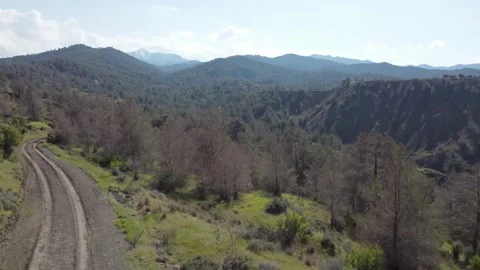 Forest in the mountains of Cyprus. Stock Footage 175297244