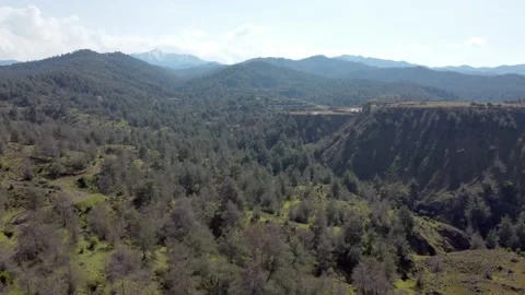 Forest in the mountains of Cyprus. Stock Footage 175298469