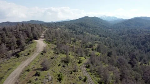 Forest in the mountains of Cyprus. Video stock 175299413