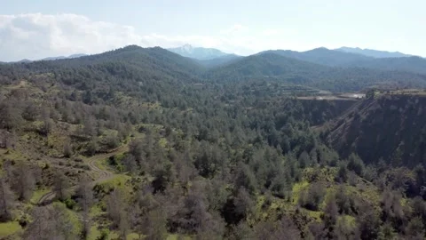 Forest in the mountains of Cyprus. Stock Footage 175299441