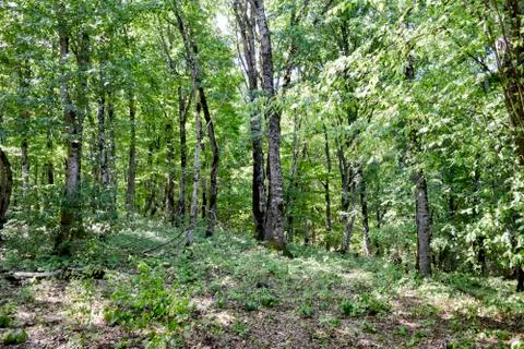 Forest in the mountains. Dark forest. Foto stock