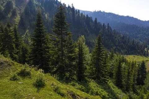 Forest in the mountains with drone Stock Photos