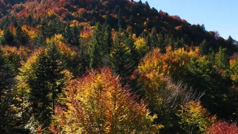 Forest mountains in fall Stock Footage 255144984