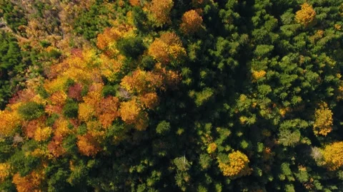 Forest mountains in fall Stock Footage 255152488