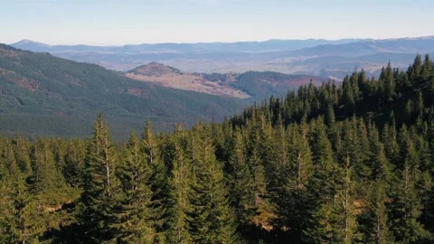 Forest mountains in fall Stock Footage 255169104