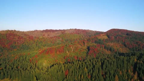 Forest mountains in fall Video stock 255173245