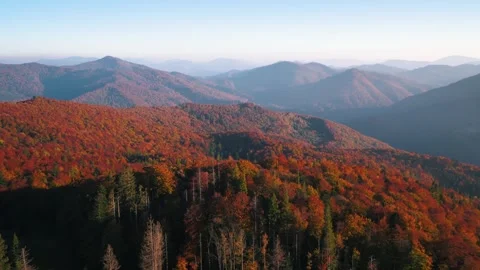 Forest mountains in fall Video stock 255174057