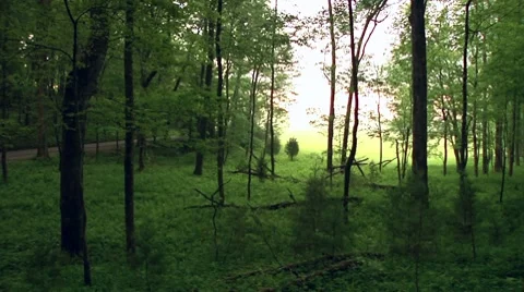 Forest in Mountains Stock Footage 7766244