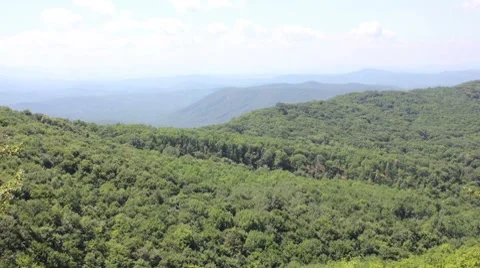 Forest in mountains Stock-Footage 8538212