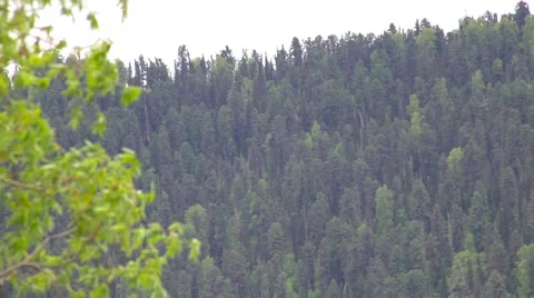 Forest in the mountains Stock Footage 50883626