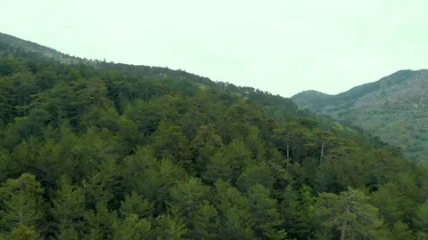 Forest in the mountains Vídeos de archivo 193985300