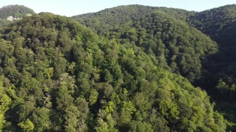 Forest mountains Video stock 231553832