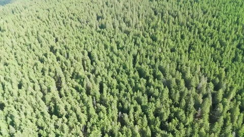 Forest in the mountains  Stock Footage 302885208