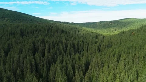Forest in the mountains Stock Footage 302885212