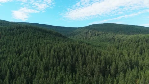 Forest in the mountains Stock Footage 302885214