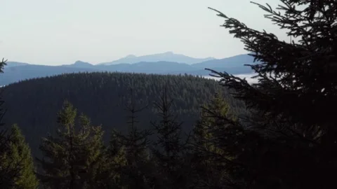 Forest in mountains Stock Footage 302885291