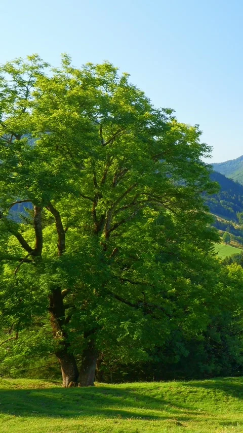 Forest in the mountains Video stock 308299230