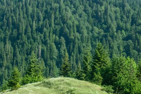 Forest in the mountains, full screen forest, Stock Photos
