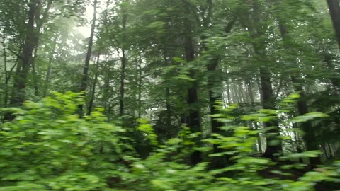 A forest in the mountains moving outside the window of a moving train Stock Footage 152160896
