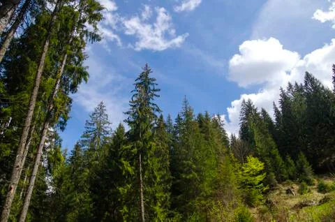 Forest in the mountains Stock Photos