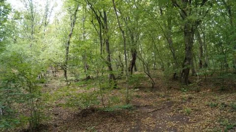 Forest in the mountains 스톡 사진