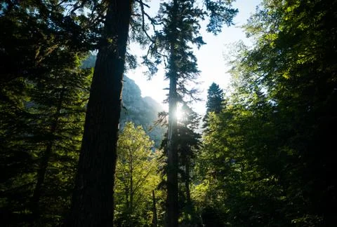 In the forest in the mountains Stock Photos