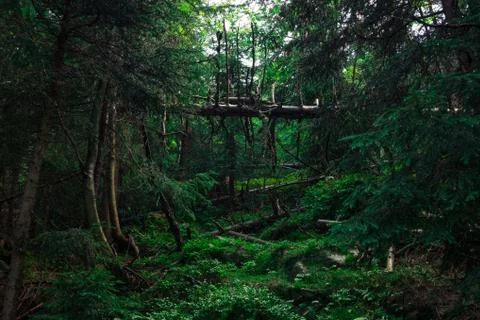 Forest in the mountains Stock Photos
