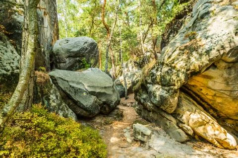 Forest in the mountains Stock Photos