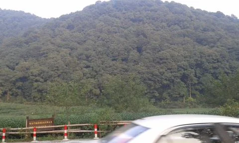 Forest in mountains Foto stock