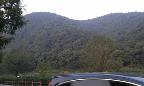 Forest in mountains Stock Photos